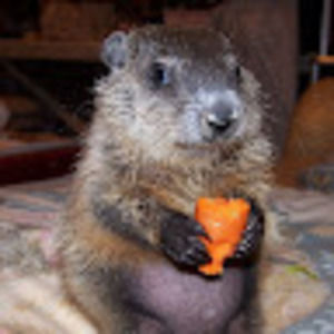 Meet your Posher, Groundhog